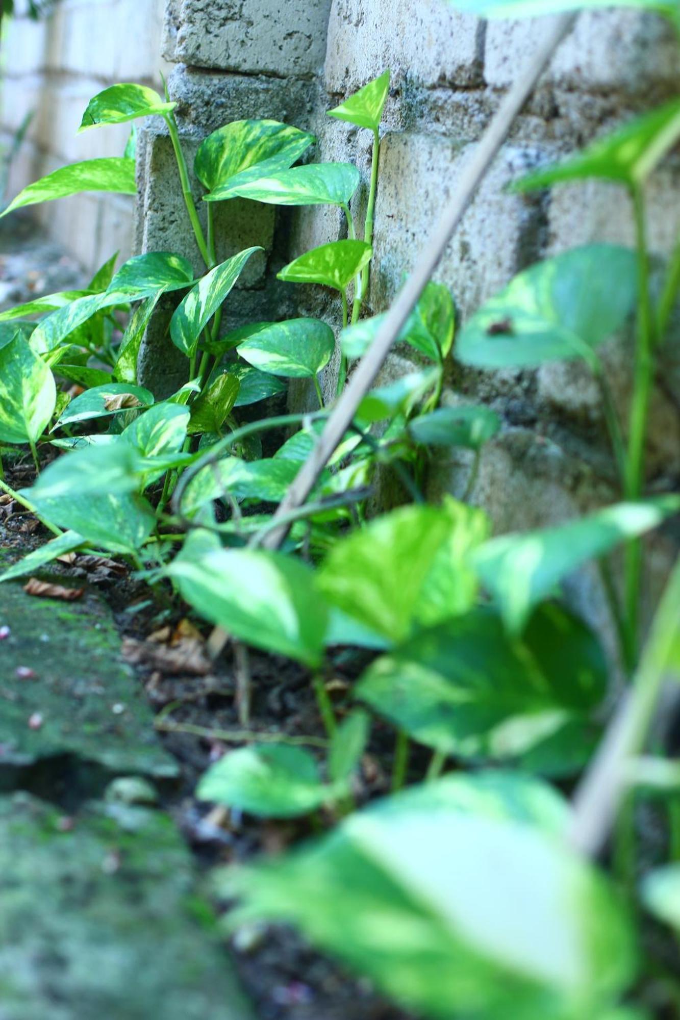 Three V Homestay Kuta  Exterior photo
